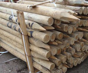 10'  3-4" ptd top dia Dried and treated